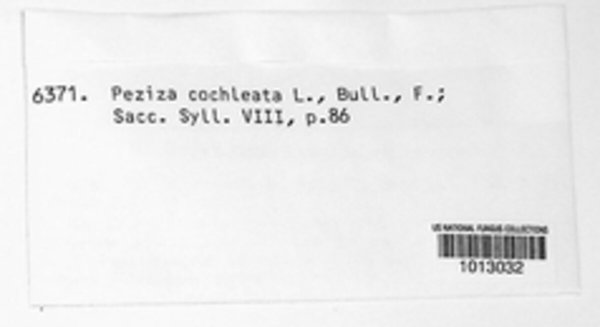Wynnella silvicola image